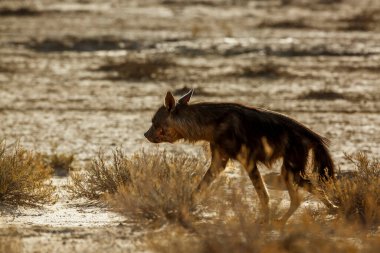 Güney Afrika 'daki Kgalagadi sınır ötesi parkında çalılıklarda yürüyen kahverengi sırtlan; Hyaenidae ailesinden Specie Parahyaena brunnea
