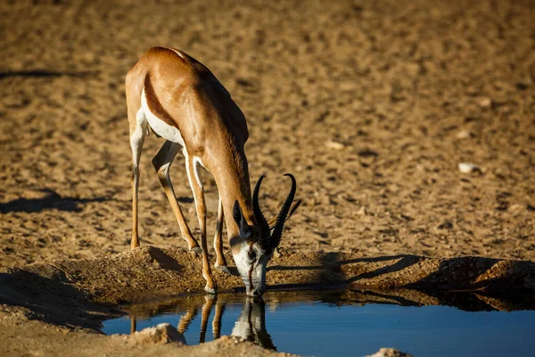 Springbok Bebendo Waterhole Parque Transfronteiriço Kgalagari África Sul Espécie Antidorcas — Fotografia de Stock
