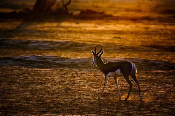 南非Kgalagari跨界公园的Springbok在黎明时分走在太阳前 Bovidae的Antidorcas Marsupialis科物种 — 图库照片