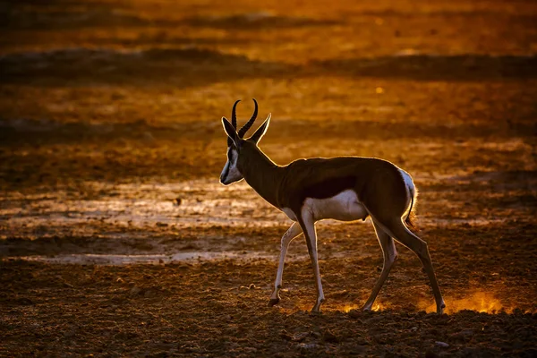 南非Kgalagari跨界公园的Springbok在黎明时分走在太阳前 Bovidae的Antidorcas Marsupialis科物种 — 图库照片