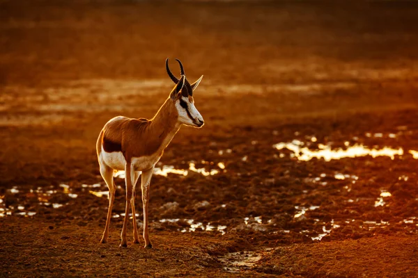 Springbok Caminando Frente Sol Amanecer Parque Transfronterizo Kgalagari Sudáfrica Especie —  Fotos de Stock