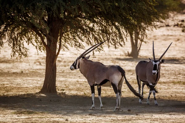 南非Kgalagadi跨国界公园的树荫下 两只南非羚羊冷却下来 Bovidae的羚羊科物种 — 图库照片