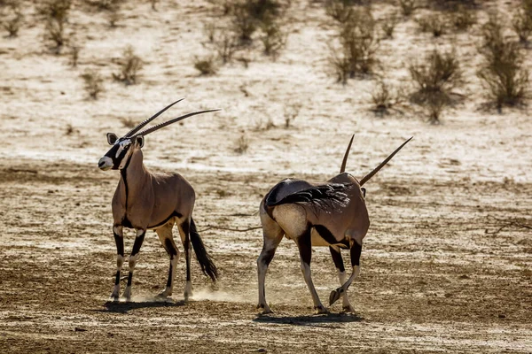 南アフリカのKgalagadi国境公園の乾燥した土地で2つの南アフリカのオリックスデュエル 種のオリックス ガゼラの家族Bovidae — ストック写真