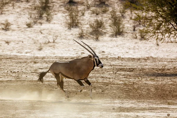Oryx Sul Africano Correndo Areia Terras Desérticas Parque Transfronteiriço Kgalagadi — Fotografia de Stock