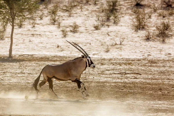 아프리카 오릭스가남 아프리카 갈라가 사막의 땅에서 뛰노는 보비데 오릭스가 — 스톡 사진