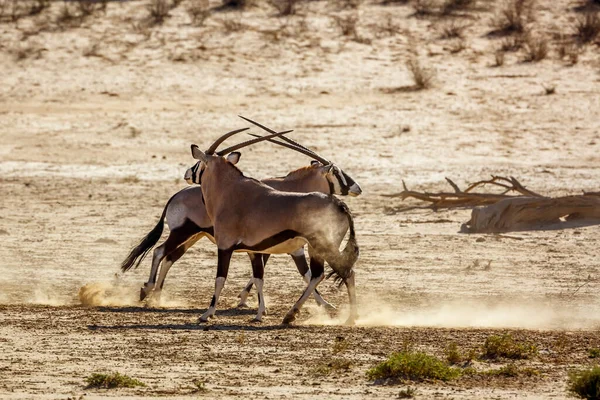 Két Dél Afrikai Oryx Párbaj Szárazföldön Dél Afrikai Kgalagadi Határmenti — Stock Fotó