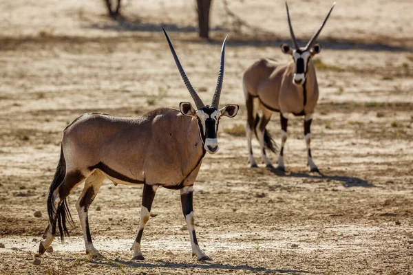 南アフリカのKgalagadi国境公園の乾燥した土地に立っている2つの南アフリカのOryxガゼラ科の種Oryxガゼラ科 — ストック写真