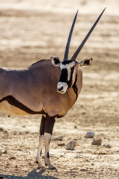 Ritratto Oryx Sudafricano Nel Parco Transfrontaliero Delle Kgalagadi Sudafrica Specie — Foto Stock