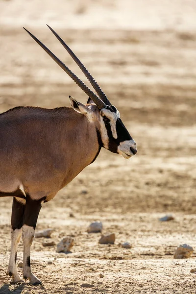Zuid Afrikaanse Oryx Portret Kgalagadi Grensgebied Park Zuid Afrika Specie — Stockfoto