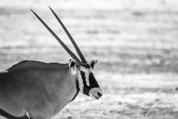 Południowoafrykański Oryx Czarno Biały Portret Parku Transgranicznym Kgalagadi Republika Południowej — Zdjęcie stockowe