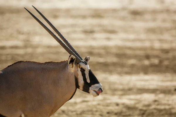 Retrato Oryx Sudafricano Parque Transfronterizo Kgalagadi Sudáfrica Especie Oryx Gazella —  Fotos de Stock