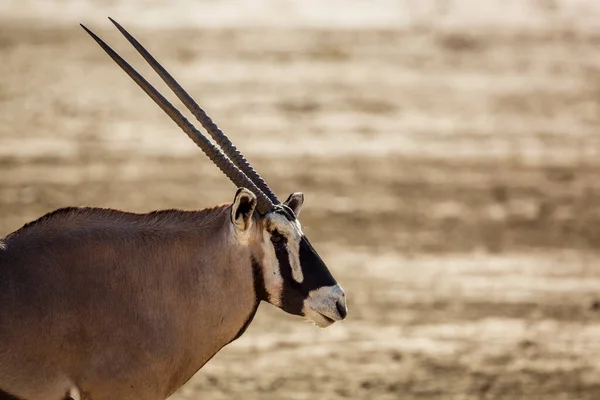 Πορτραίτο Του Oryx Στη Νότια Αφρική Στο Διασυνοριακό Πάρκο Kgalagadi — Φωτογραφία Αρχείου