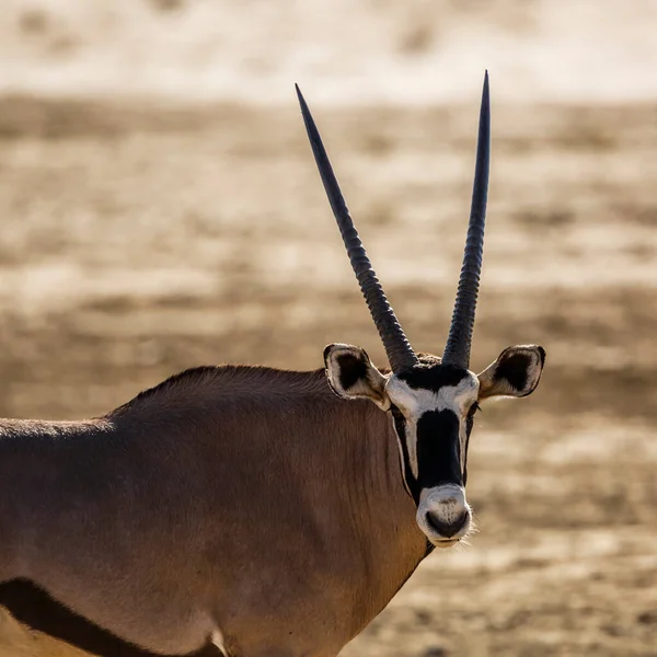 Південно Африканський Портрет Oryx Крос Парку Кгалагаді Пар Красуня Oryx — стокове фото