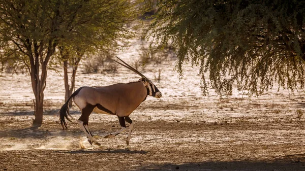 Oryx Sul Africano Correndo Terra Seca Parque Transfronteiriço Kgalagadi África — Fotografia de Stock