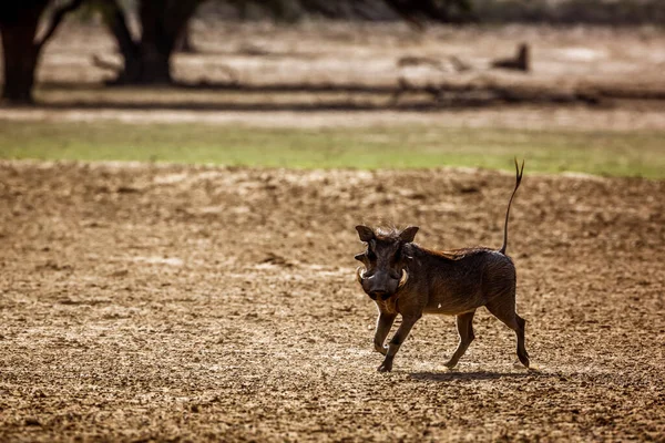 Common Warthog Running Dry Land Kgalagadi Transfrontier Park South Africa — Stock Photo, Image
