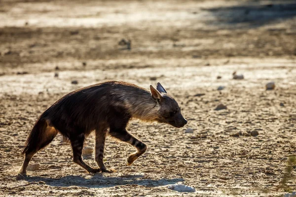 Brown Hyena Walking Dry Land Kgalagadi Transfrontier Park South Africa — Stok fotoğraf