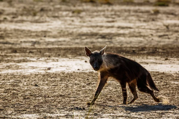 Brown Hyena Walking Dry Land Kgalagadi Transfrontier Park South Africa — Zdjęcie stockowe