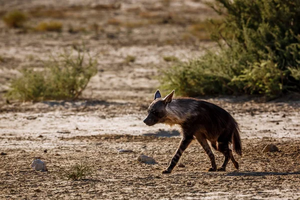 Brown Hyena Walking Dry Land Kgalagadi Transfrontier Park South Africa — Foto Stock