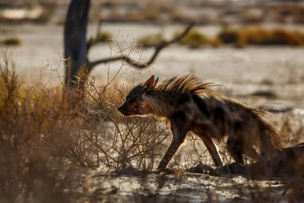 Brązowy Hiena Spacery Włosy Górę Kgalagadi Transgraniczny Park Republika Południowej — Zdjęcie stockowe