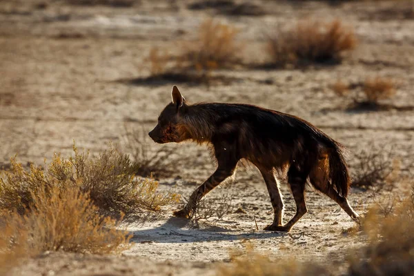 Brown Hyena Berjalan Backlit Semak Belukar Kgalagadi Taman Lintas Afrika — Stok Foto