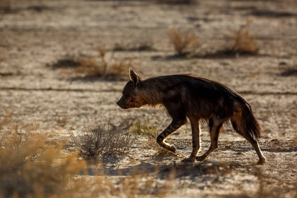 Braune Hyäne Läuft Hinterleuchtet Buschland Kgalagadi Grenzpark Südafrika Spezies Parahyaena — Stockfoto
