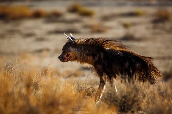 stock image Injured Brown hyena hairs up in shrub in Kgalagadi transfrontier park, South Africa; specie Parahyaena brunnea family of Hyaenidae