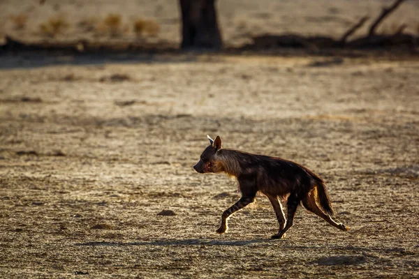 Bruine Hyena Het Droge Het Grensoverschrijdende Park Kgalagadi Zuid Afrika — Stockfoto