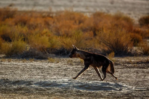 Brown Hyena Running Shrub Land Kgalagadi Διασυνοριακό Πάρκο Νότια Αφρική — Φωτογραφία Αρχείου
