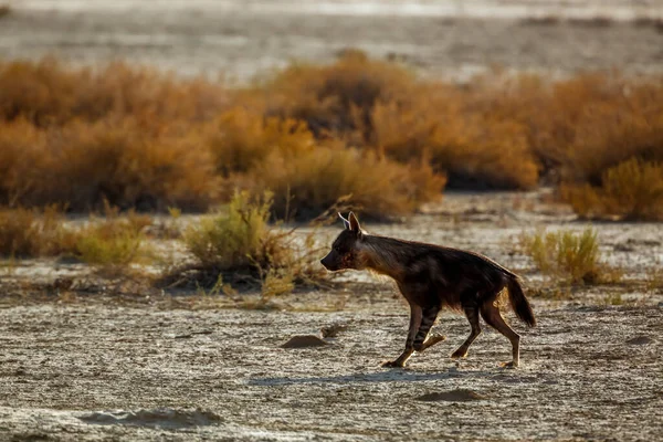 在南非Kgalagadi跨国界公园的灌木丛中奔跑的褐色鬣狗 科的Parahyaena Brunnea种 — 图库照片
