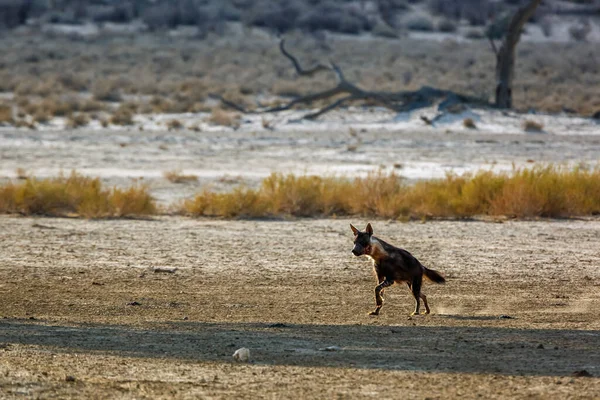 Hyena Brună Care Rulează Uscat Parcul Transfrontalier Kgalagadi Africa Sud — Fotografie, imagine de stoc