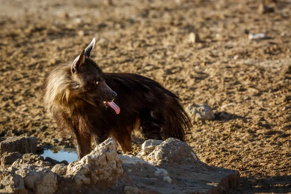 Brown Hyena Drinking Waterhole Kgalagadi Transfrontier Park South Africa Specie — Fotografie, imagine de stoc