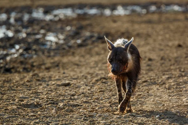 Brązowa Hiena Ranna Widoku Przodu Suchym Lądzie Parku Transgranicznym Kgalagadi — Zdjęcie stockowe