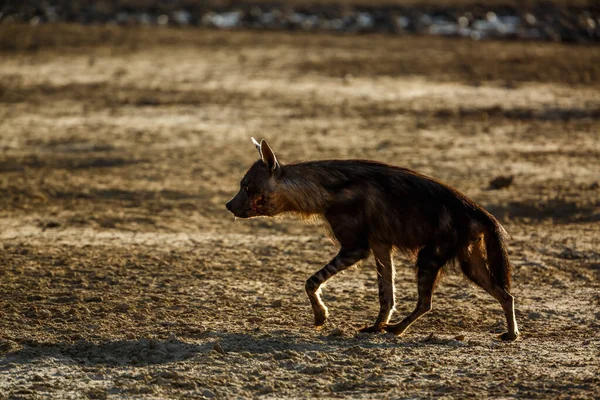 Brązowa Hiena Ranna Spacerująca Suchym Lądzie Parku Transgranicznym Kgalagadi Rpa — Zdjęcie stockowe