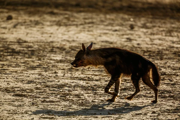 Brązowa Hiena Ranna Spacerująca Suchym Lądzie Parku Transgranicznym Kgalagadi Rpa — Zdjęcie stockowe