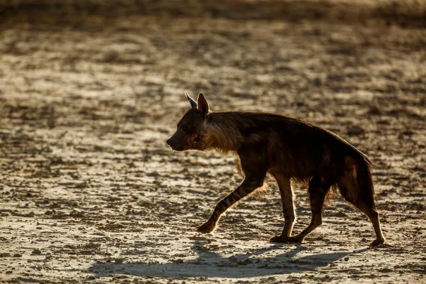 Brown Hyena Injured Walking Dry Land Kgalagadi Transfrontier Park Parahyyaena — 스톡 사진