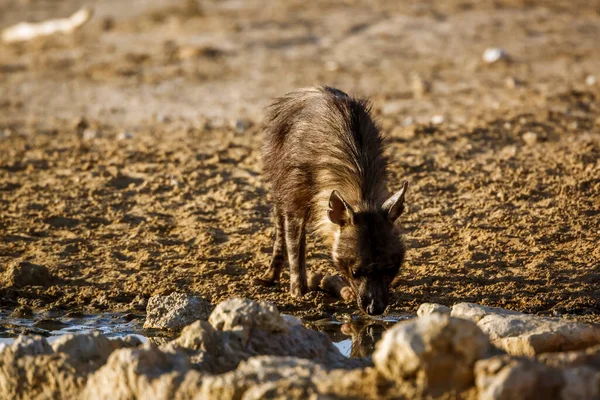 Brown Hyena Drinking Waterhole Kgalagadi Transfrontier Park South Africa Specie — Zdjęcie stockowe