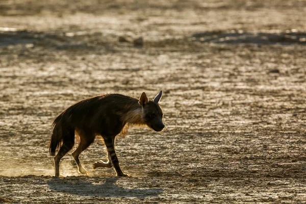 Brown Hyena Walk Backlit Dry Land Kgalagadi Transfrontier Park Specie — 스톡 사진