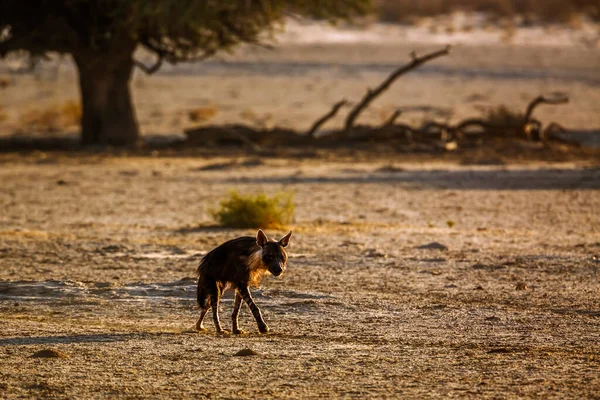 Brown Hyena Walking Backlit Dry Land Kgalagadi Transborder Park África — Fotografia de Stock
