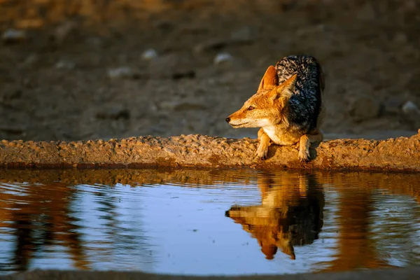Chacal Cauda Preta Buraco Água Amanhecer Parque Transfronteiriço Kgalagadi África — Fotografia de Stock