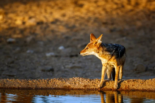 Chacal Cauda Preta Buraco Água Amanhecer Parque Transfronteiriço Kgalagadi África — Fotografia de Stock