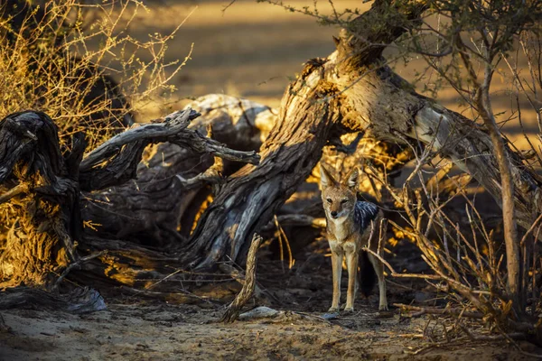 南非Kgalagadi跨国界公园 站在枯树前的黑背野狼 Canidae的Specie Canis Mesomelas一家 — 图库照片