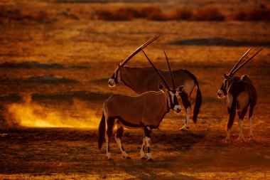 Güney Afrika 'daki Kgalagadi sınır ötesi parkında gün batımında su birikintisinde üç Güney Afrika antilobu Bovidae familyasından Specie Oryx gazella.