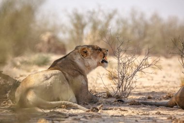 Güney Afrika 'daki Kgalagadi sınır ötesi parkında uzanan Afrikalı dişi aslan Felidae familyasından Specie Panthera Leo.