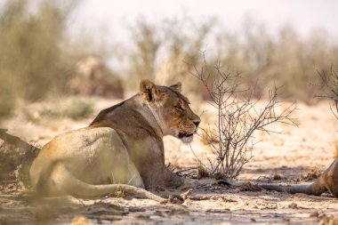 Güney Afrika 'daki Kgalagadi sınır ötesi parkında yatan Afrikalı dişi aslan; Felidae familyasından Specie Panthera leo