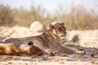Güney Afrika 'daki Kgalagadi sınır ötesi parkında dinlenen iki Afrika aslanı Felidae familyasından Specie Panthera Leo.
