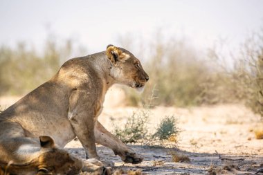 Güney Afrika 'daki Kgalagadi sınır ötesi parkında dikilen Afrikalı dişi aslan; Felidae familyasından Specie Panthera Leo