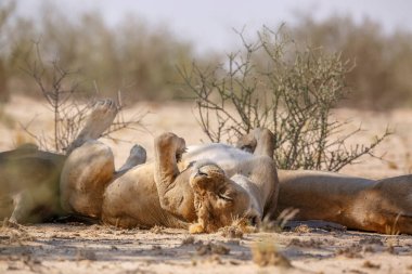 Güney Afrika 'daki Kgalagadi sınır ötesi parkında uyuyan Afrikalı dişi aslan, Felidae familyasından Specie Panthera Leo.