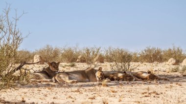 Güney Afrika 'daki Kgalagadi sınır ötesi parkında dört Afrikalı dişi aslan, Felidae familyasından Specie Panthera Leo.