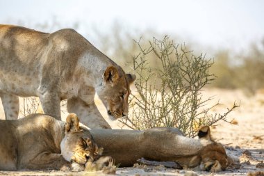 Güney Afrika 'daki Kgalagadi sınır ötesi parkında dinlenen üç Afrika aslanı Felidae familyasından Specie Panthera Leo.