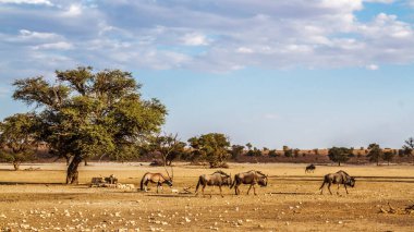 Güney Afrika 'daki Kgalagadi sınır ötesi parkında mavi antiloplu ve Afrika antiloplu vahşi yaşam manzarası